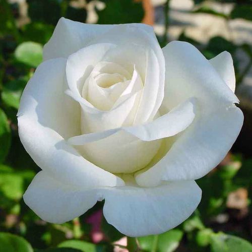 E-commerce, vendita, rose, in, vaso rose ibridi di tea - bianco - Rosa Pascali® - rosa mediamente profumata - Louis Lens - ,-